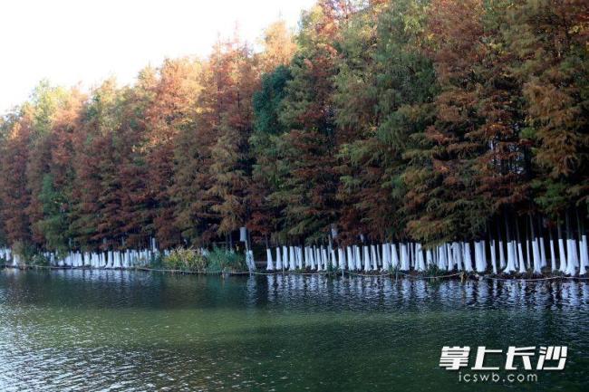 湖南烈士公园树木涂白作业基本完成 为树木筑牢越冬“防护墙”